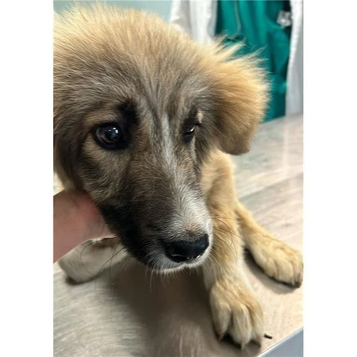 Ally, Fulvo female young mixed breed for adoption at Canile della Muratella, Roma