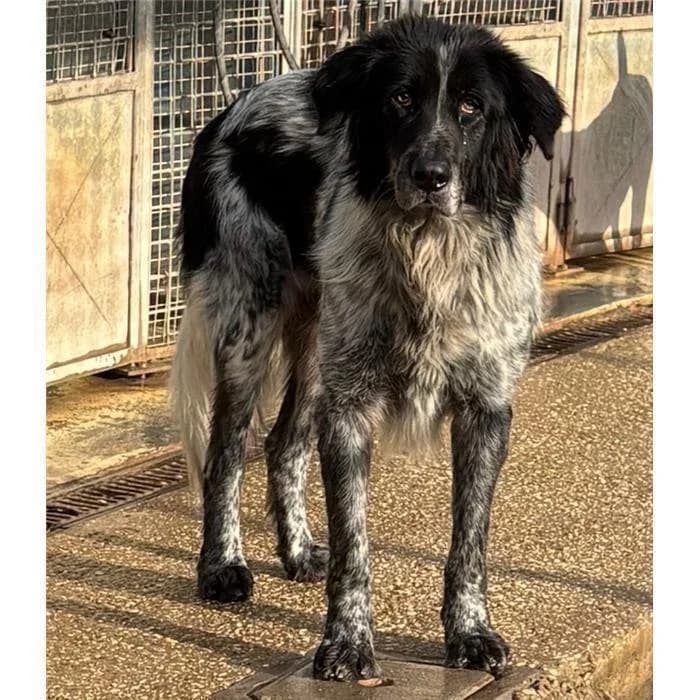 Gara Kelle, Nero grigio male 3yo mixed breed for adoption at Canile della Muratella, Roma