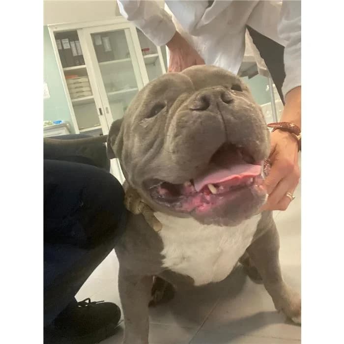 Sole, grigio female 6yo American Bully for adoption at Canile della Muratella, Roma