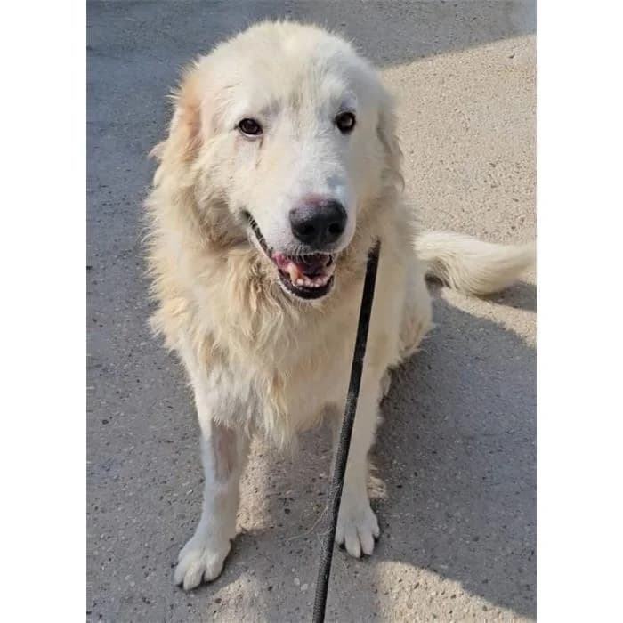 Funghetto, Bianco male 5yo mixed breed for adoption at Canile della Muratella, Roma