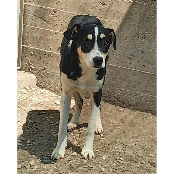 Pandina, nero beige female young mixed breed for adoption at Canile della Muratella, Roma