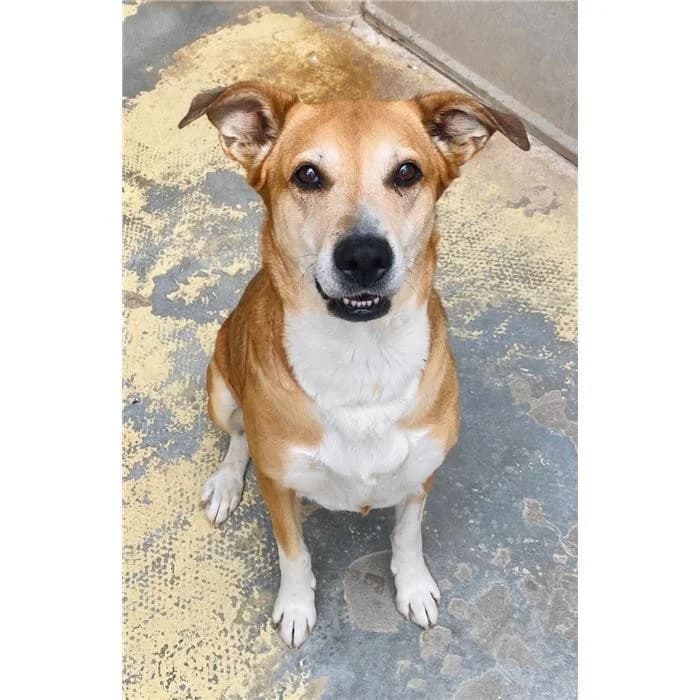 Billa, fulvo bianco female 5yo mixed breed for adoption at Canile della Muratella, Roma