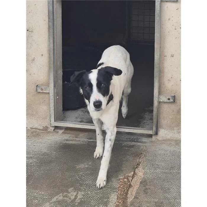Sbillo/logan, Bianco Nero male 3yo mixed breed for adoption at Canile della Muratella, Roma