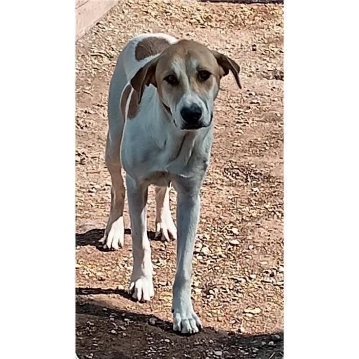 Mario, marrone bianco male young mixed breed for adoption at Canile della Muratella, Roma