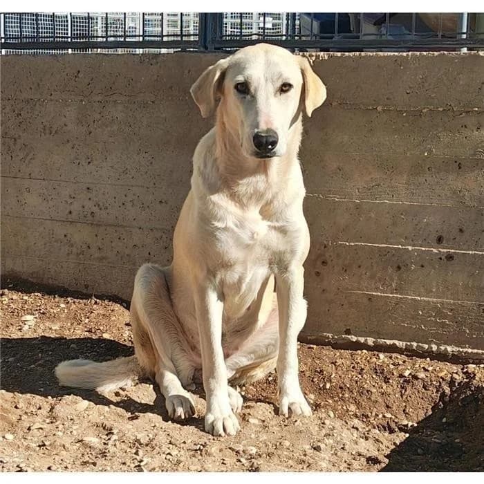 Ninfa, Bianco female young mixed breed for adoption at Canile della Muratella, Roma