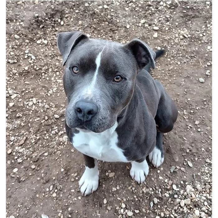 Colpaccio, Grigio Bianco male 3yo American Staffordshire Terrier for adoption at Canile della Muratella, Roma