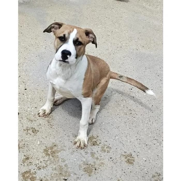 Loko, bianco arancio male young Pit Bull Terrier for adoption at Canile della Muratella, Roma
