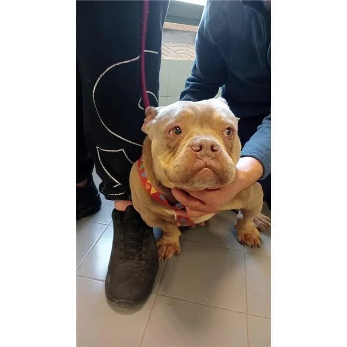 Bella, beige bianco female 7yo American Bully for adoption at Canile della Muratella, Roma