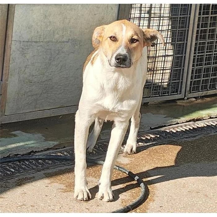Iris, bianco marrone female young mixed breed for adoption at Canile della Muratella, Roma