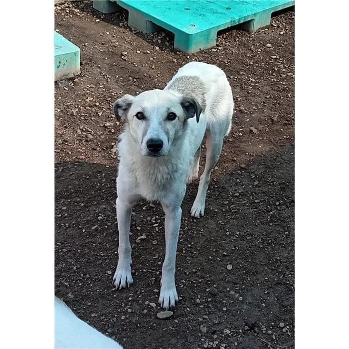 Bambinella, bianco beige female young mixed breed for adoption at Canile della Muratella, Roma