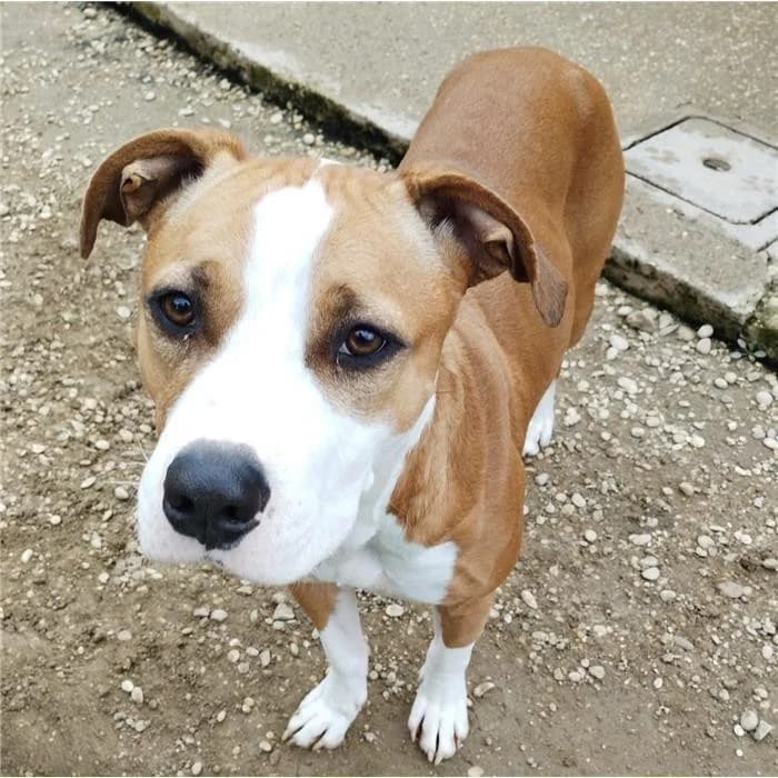 Otaria, fulvo bianco female 3yo Pit Bull Terrier for adoption at Canile della Muratella, Roma