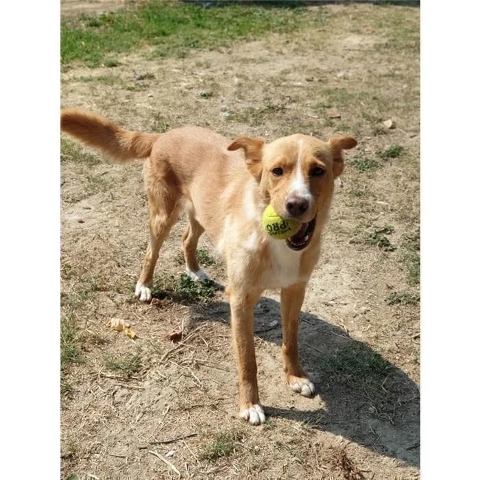 Biondo, fulvo bianco male senior mixed breed for adoption at Canile della Muratella, Roma