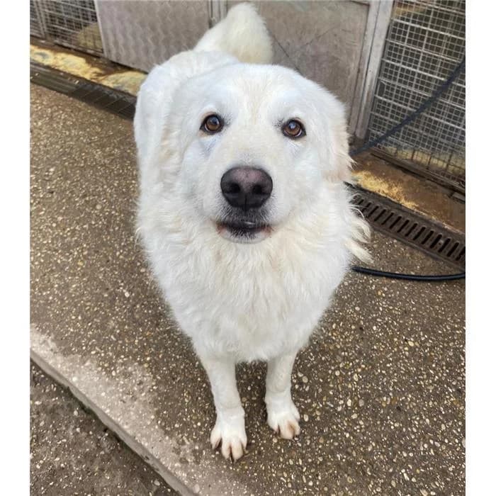 Panco Pinco, Bianco male 5yo mixed breed for adoption at Canile della Muratella, Roma