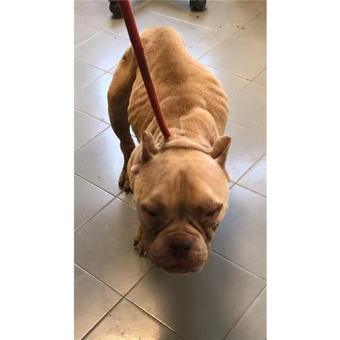 Hera, Fulvo female senior American Bully for adoption at Canile della Muratella, Roma