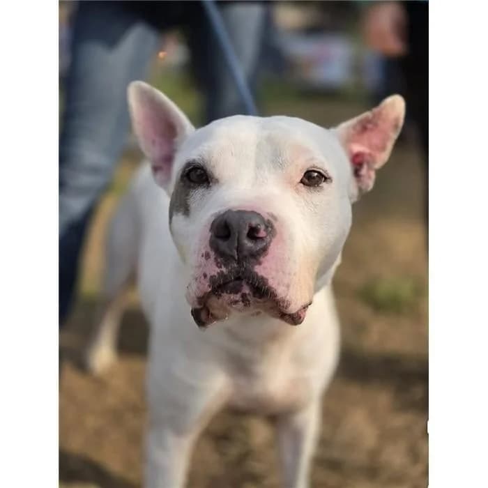 Crust, Bianco beige male 4yo Pit Bull Terrier for adoption at Canile della Muratella, Roma