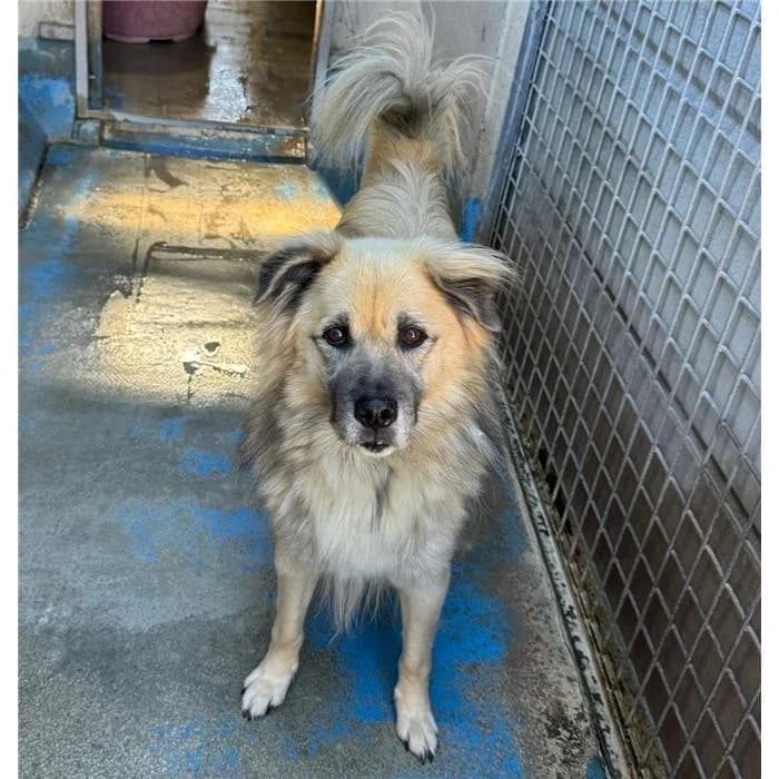 Achille, fulvo nero male 6yo mixed breed for adoption at Canile della Muratella, Roma
