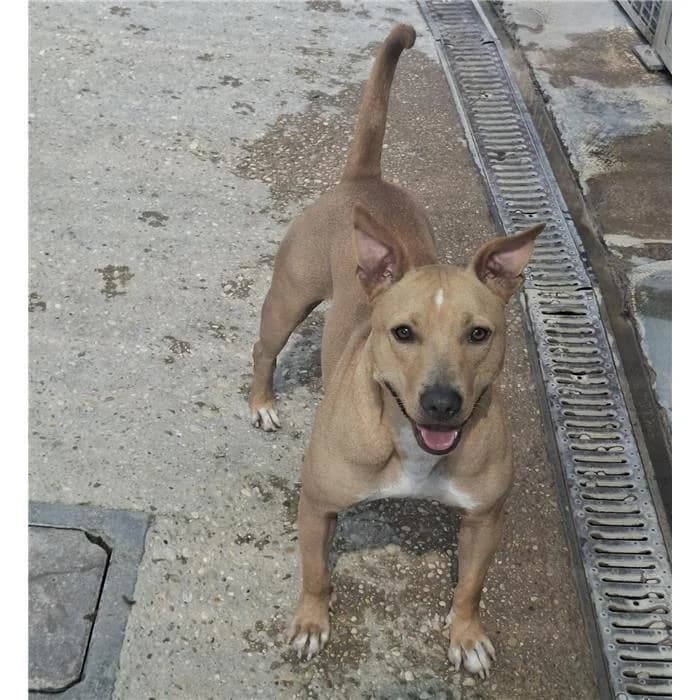 Dago, Fulvo male young mixed breed for adoption at Canile della Muratella, Roma
