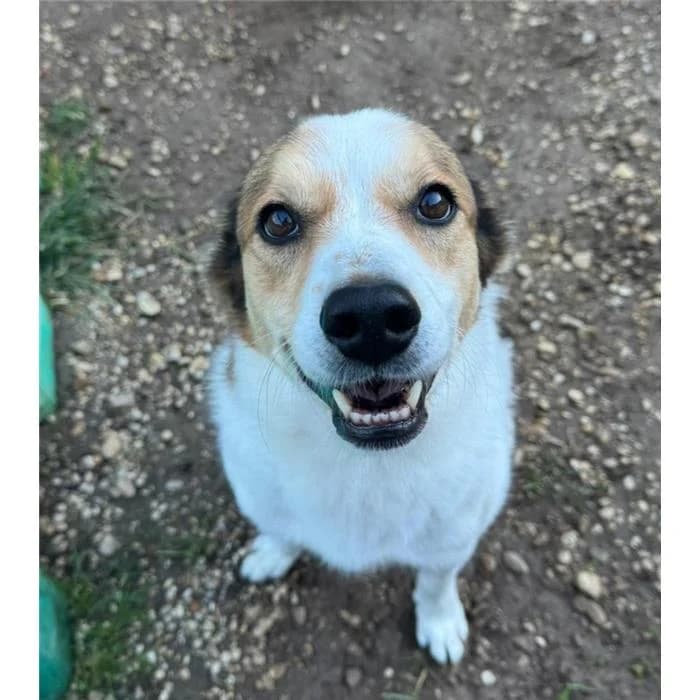 Peperito, Bianco Fulvo male 3yo mixed breed for adoption at Canile della Muratella, Roma