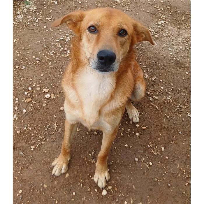 Michelino, Fulvo male 3yo mixed breed for adoption at Canile della Muratella, Roma