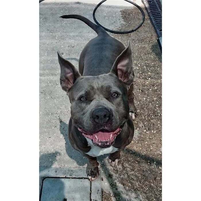 Colpaccia Mia, Grigio female 7yo Pit Bull Terrier for adoption at Canile della Muratella, Roma