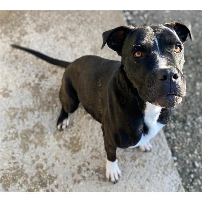 Diana/cheynne, tigrato bianco female 3yo mixed breed for adoption at Canile della Muratella, Roma
