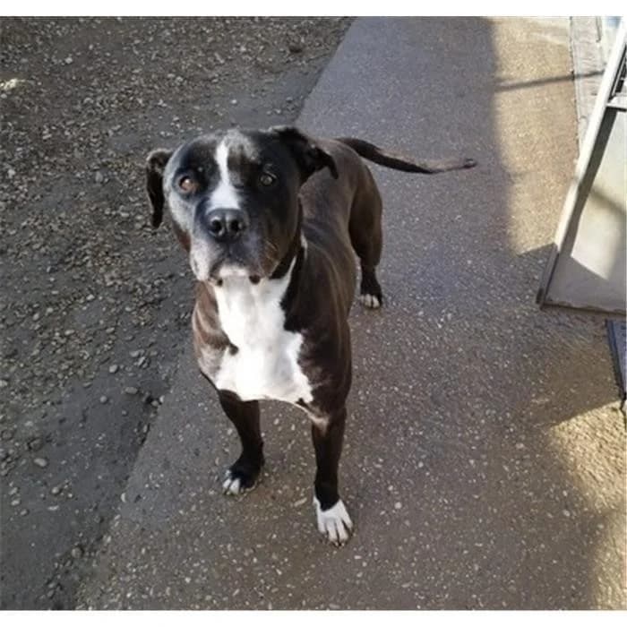 Coimbra, Nero Bianco male 7yo Pit Bull Terrier for adoption at Canile della Muratella, Roma