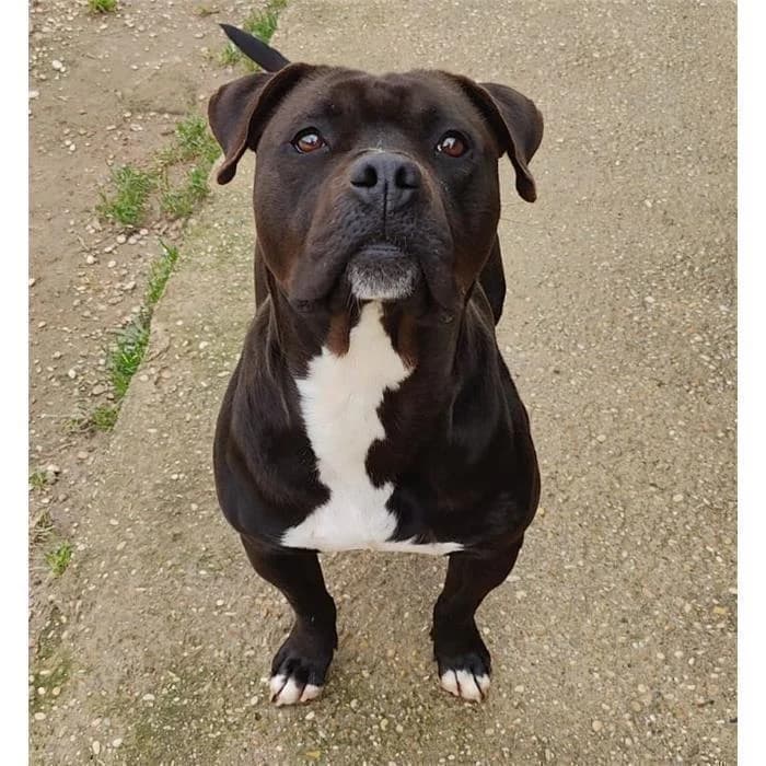 Sully, Nero Bianco female 3yo Pit Bull Terrier for adoption at Canile della Muratella, Roma