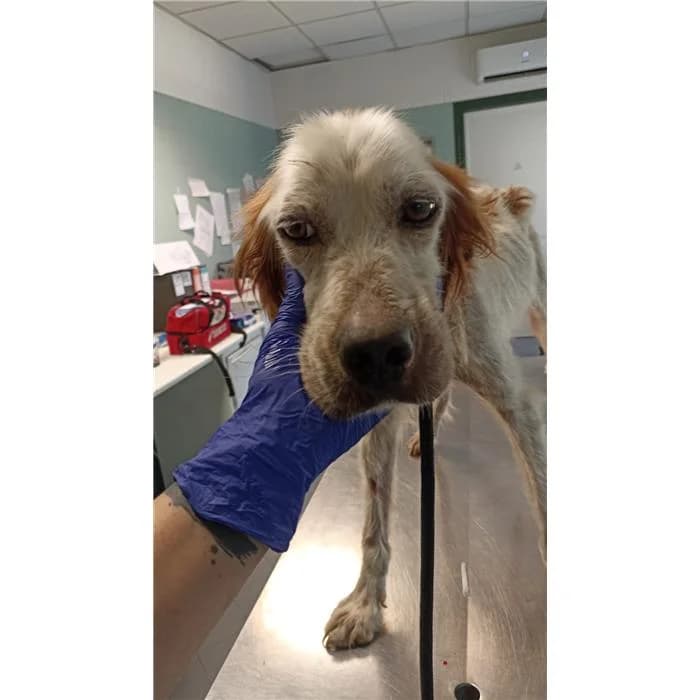 Smigol, bianco arancio male 6yo English Setter for adoption at Canile della Muratella, Roma