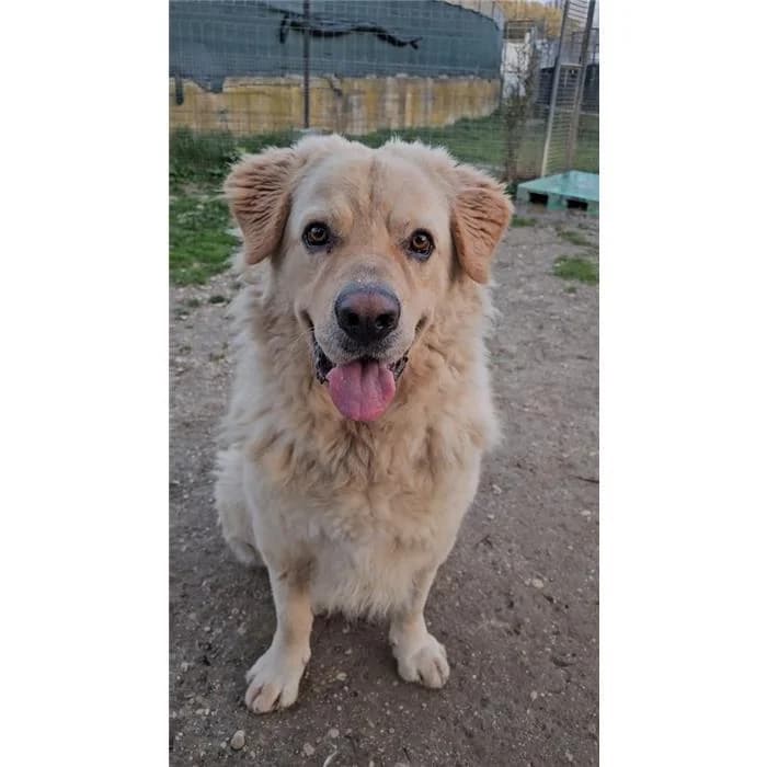 Costanzo, miele male 7yo mixed breed for adoption at Canile della Muratella, Roma