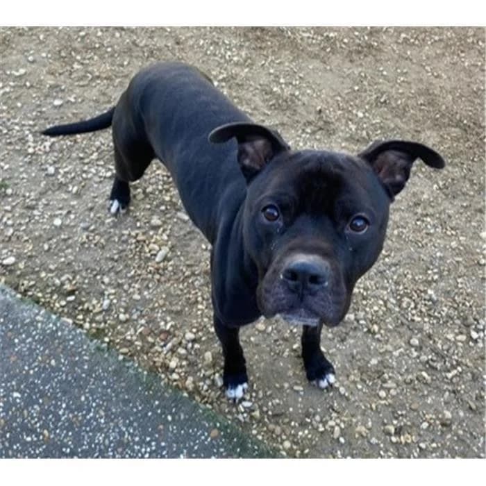 Juan, Nero male 5yo Pit Bull Terrier for adoption at Canile della Muratella, Roma