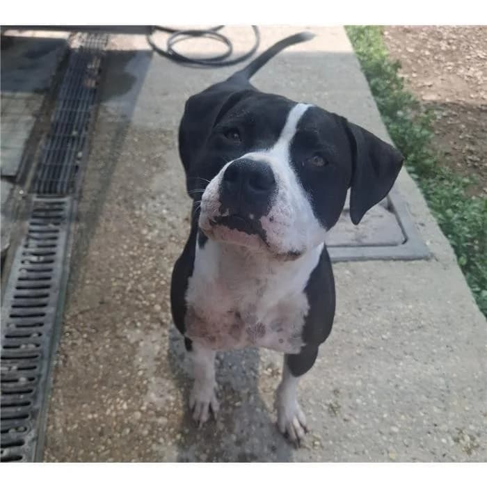 Athena, Nero Bianco female 7yo Pit Bull Terrier for adoption at Canile della Muratella, Roma