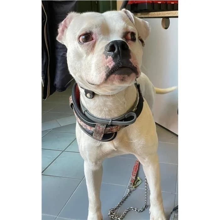 Perla, Bianco female young English Bulldog for adoption at Canile della Muratella, Roma