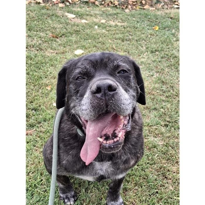 Cesare, Tigrato male senior Cane Corso for adoption at Canile della Muratella, Roma