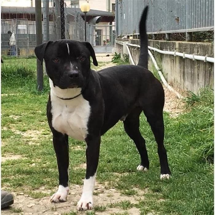 Thunder, Nero Bianco male senior Pit Bull Terrier for adoption at Canile della Muratella, Roma