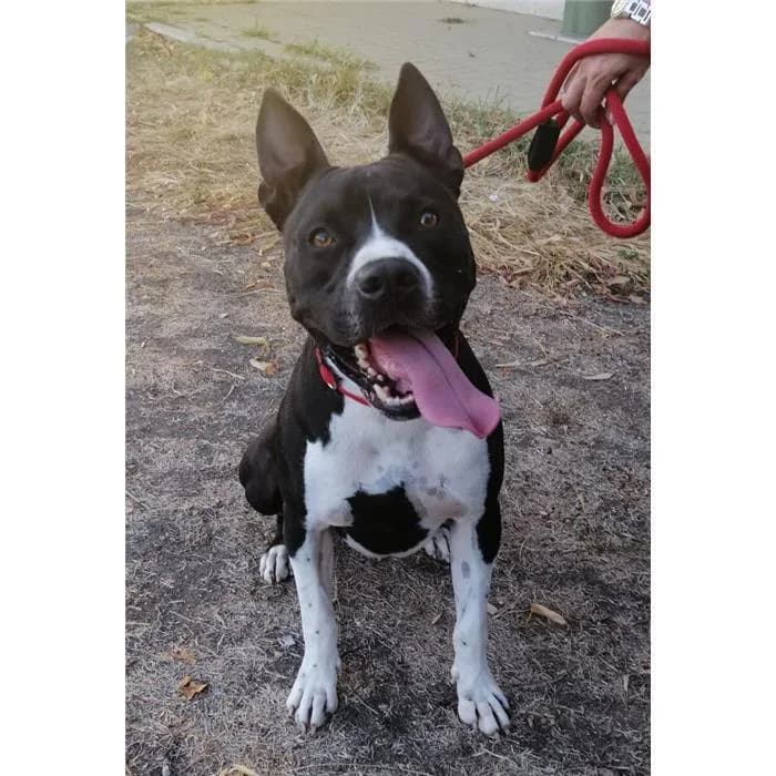 Jigen, Nero Bianco male senior Pit Bull Terrier for adoption at Canile della Muratella, Roma