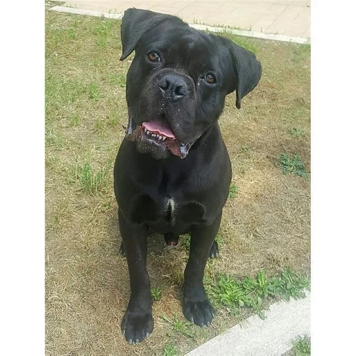 Boss, Nero male Cane Corso for adoption at Canile della Muratella, Roma
