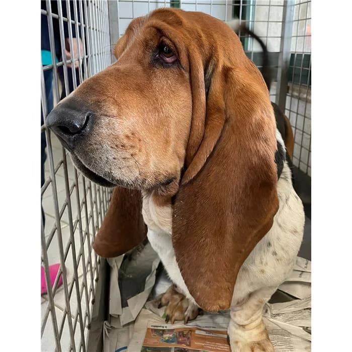 Tristan, tricolore male 5yo Basset Hound for adoption at Canile della Muratella, Roma