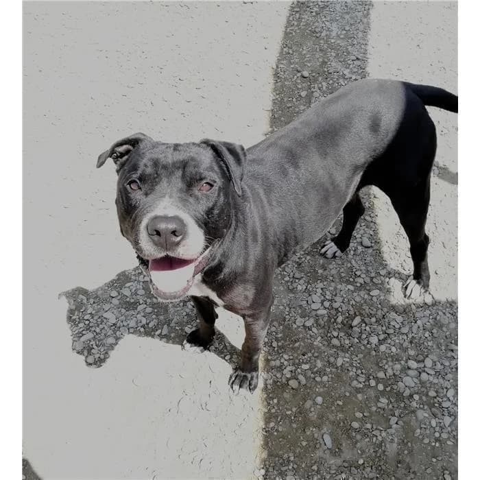 Oreo, Nero Bianco male senior Pit Bull Terrier for adoption at Canile della Muratella, Roma