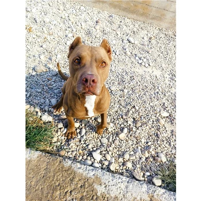 Frustino, Marrone male senior Pit Bull Terrier for adoption at Canile della Muratella, Roma
