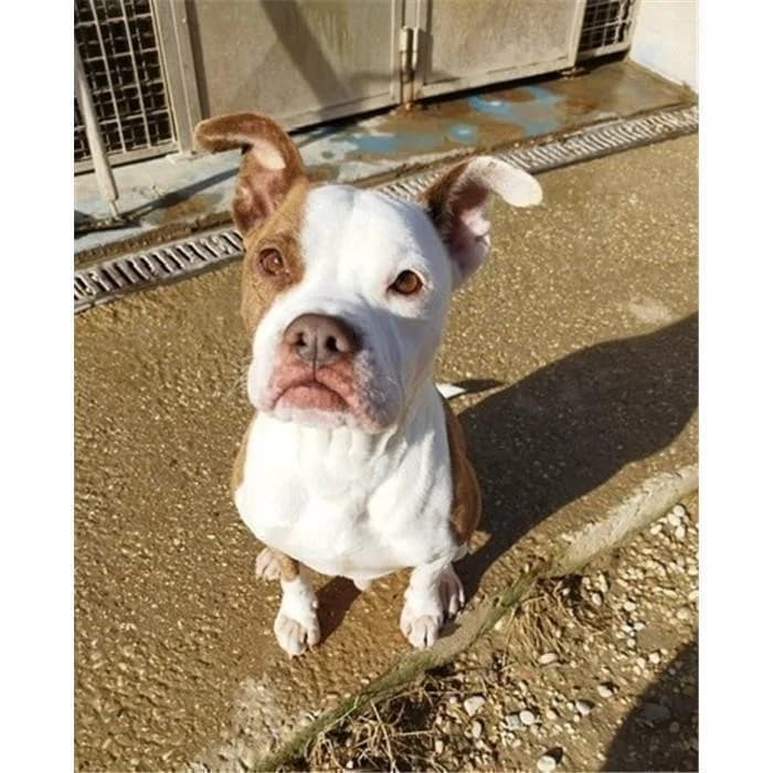 Grugno, bianco tigrato male senior Pit Bull Terrier for adoption at Canile della Muratella, Roma