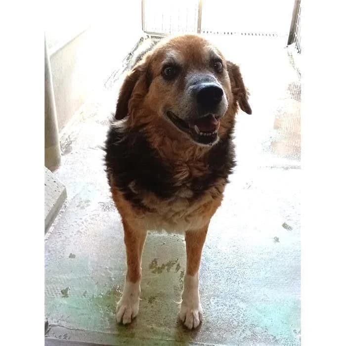 Jack/papavero, tricolore male senior mixed breed for adoption at Canile della Muratella, Roma