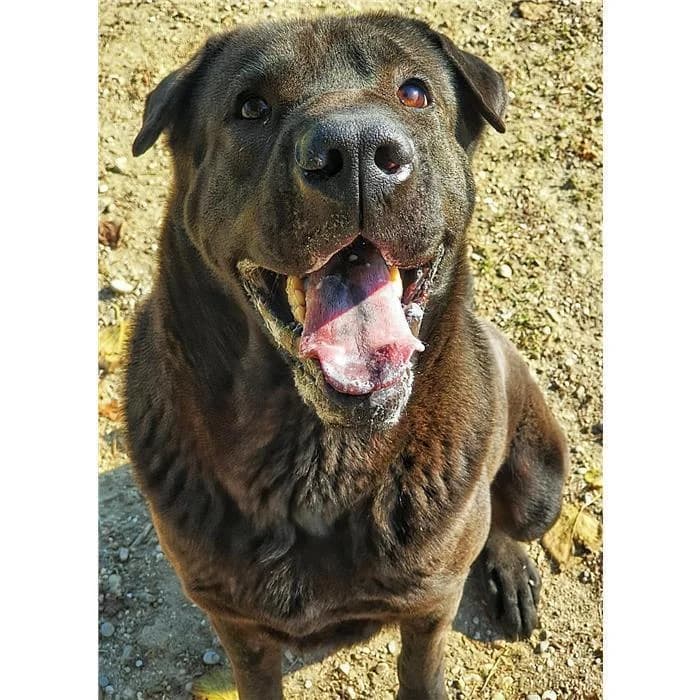 Mimmo, Nero male senior Shar Pei for adoption at Canile della Muratella, Roma