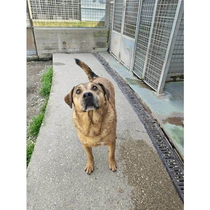 Bozzo, fulvo male 7yo mixed breed for adoption at Canile della Muratella, Roma