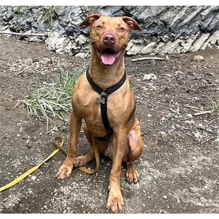Logan, beige male 6yo American Staffordshire Terrier for adoption at Canile della Muratella, Roma