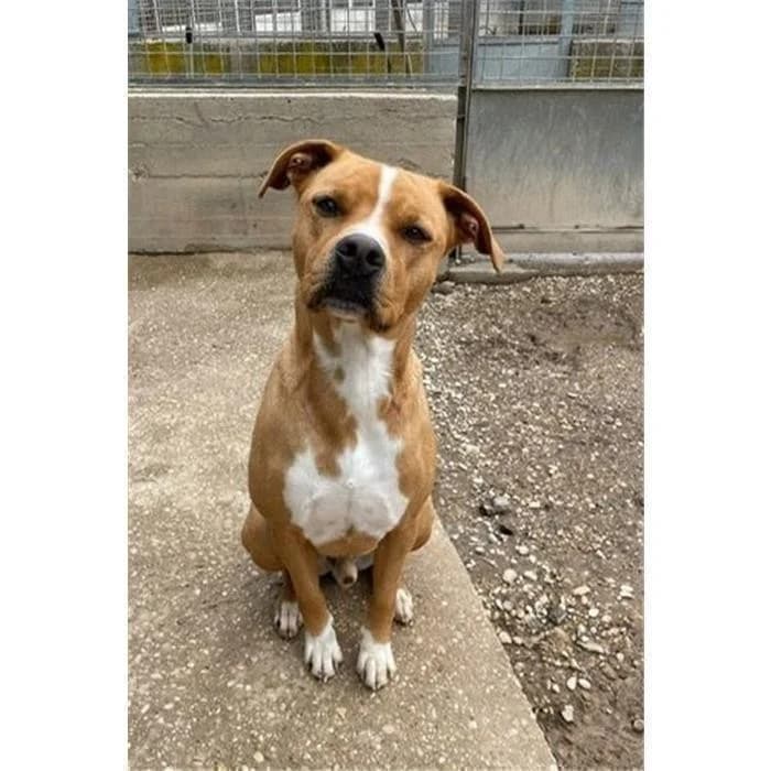 Fred, marrone bianco male 6yo Pit Bull Terrier for adoption at Canile della Muratella, Roma