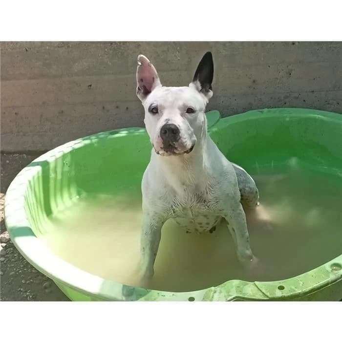 Lea, Bianco Nero female 4yo Pit Bull Terrier for adoption at Canile della Muratella, Roma