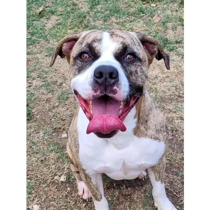 Zizu, tigrato bianco male 6yo American Staffordshire Terrier for adoption at Canile della Muratella, Roma