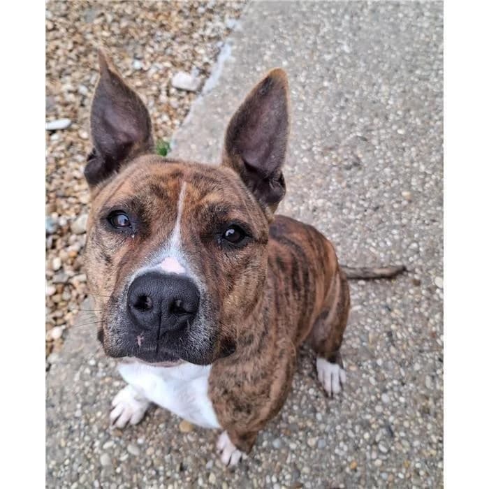 Ceres, Tigrato bianco male 4yo Pit Bull Terrier for adoption at Canile della Muratella, Roma