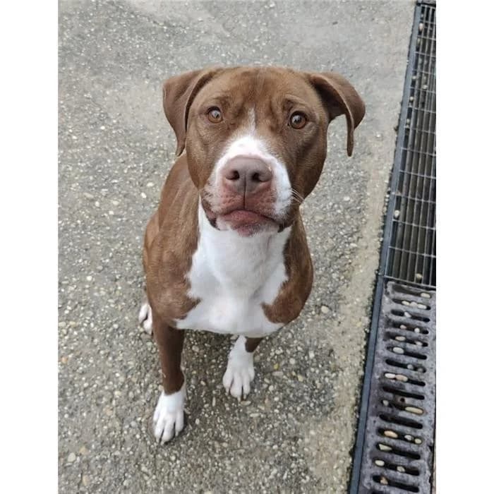 Pandora, marrone bianco female 4yo Pit Bull Terrier for adoption at Canile della Muratella, Roma