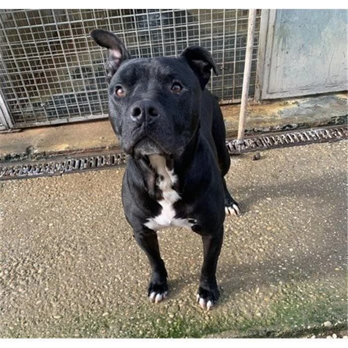 Demir, Nero male 7yo Pit Bull Terrier for adoption at Canile della Muratella, Roma